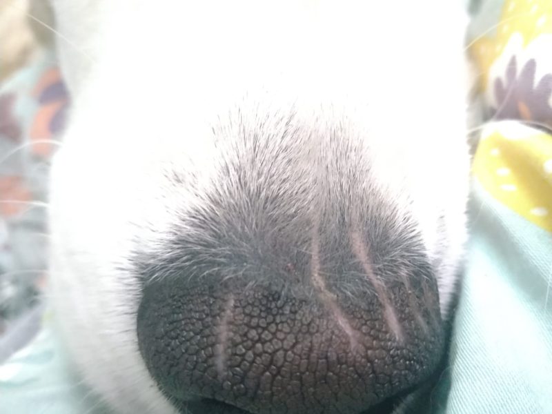 AUA-Nase