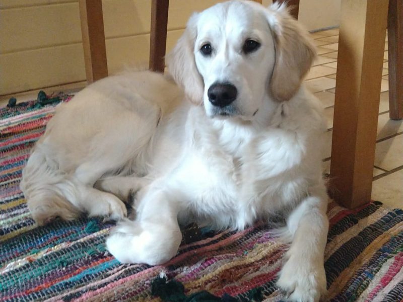 Besetzer unterm Tisch Amber