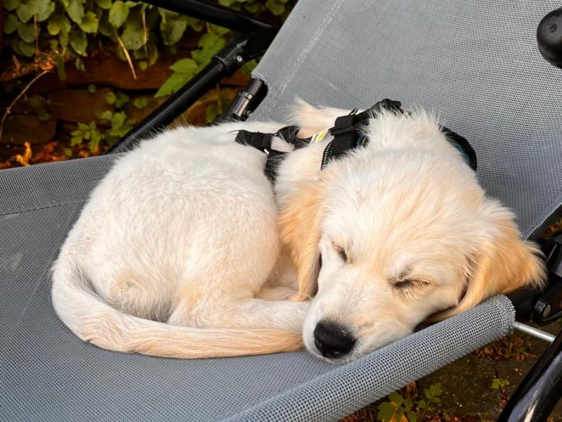 Besetzter Liegestuhl