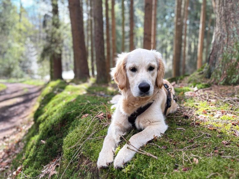 ELLIE