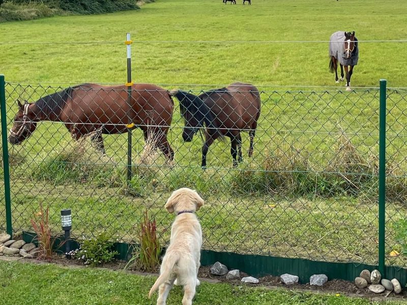 Ellie & die neuen Nachbarn