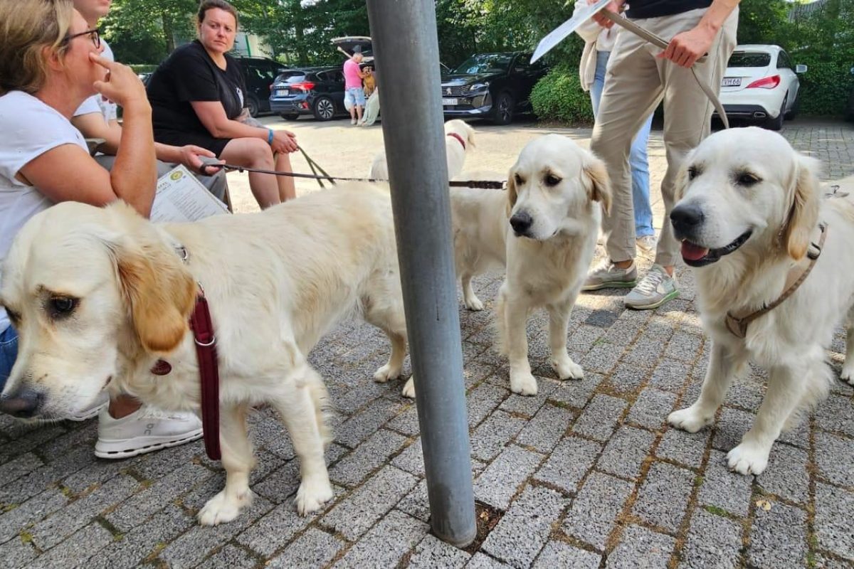 Frieda, Amber & Peanut