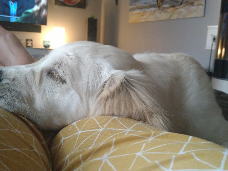 Kuschelhund