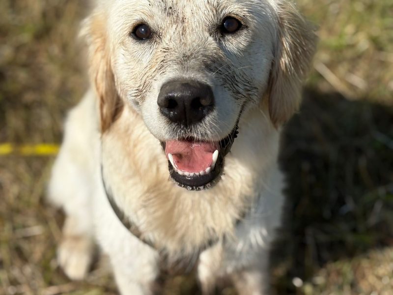 MIKA 2