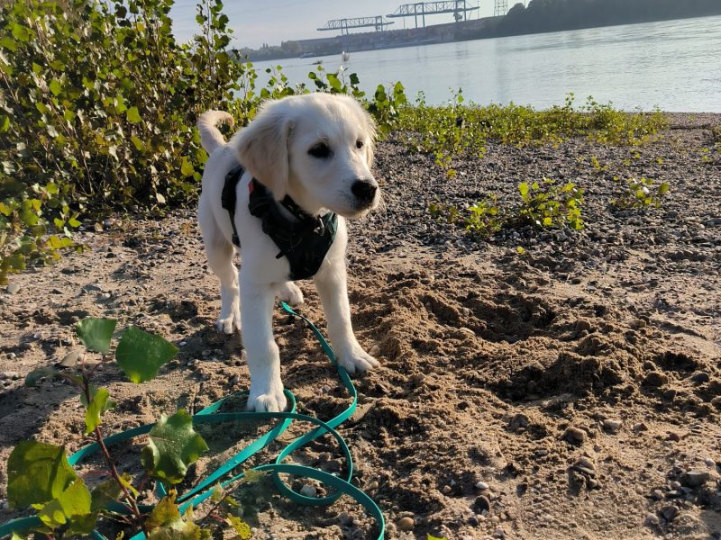 Mika am Rhein