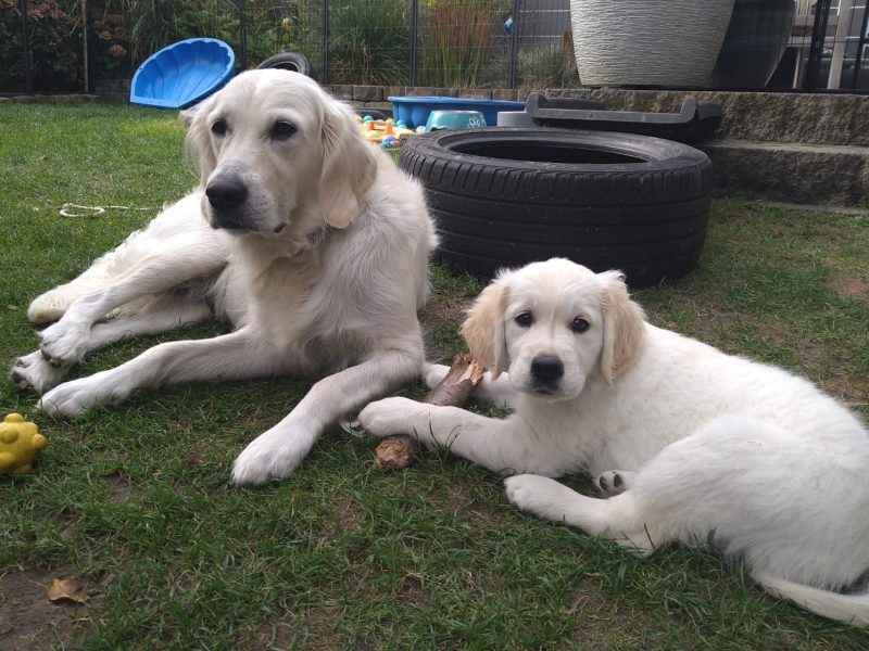 Mila & Amber Garten OE14 am 31.08.2024