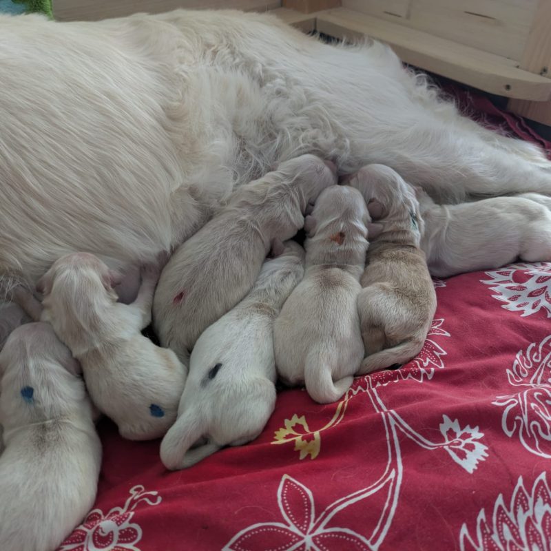 Rudelkuscheln